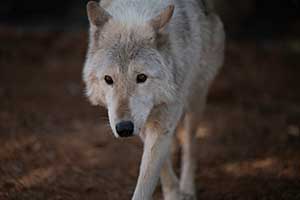 Photo of a wolf dog at the U.S Wolf Refuge