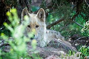 Photo of a wolf dog at the U.S Wolf Refuge